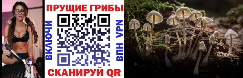 Псилоцибиновые грибы Psilocybe Новохопёрск